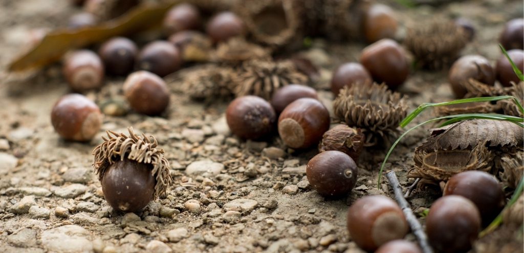 Acorns on the ground.