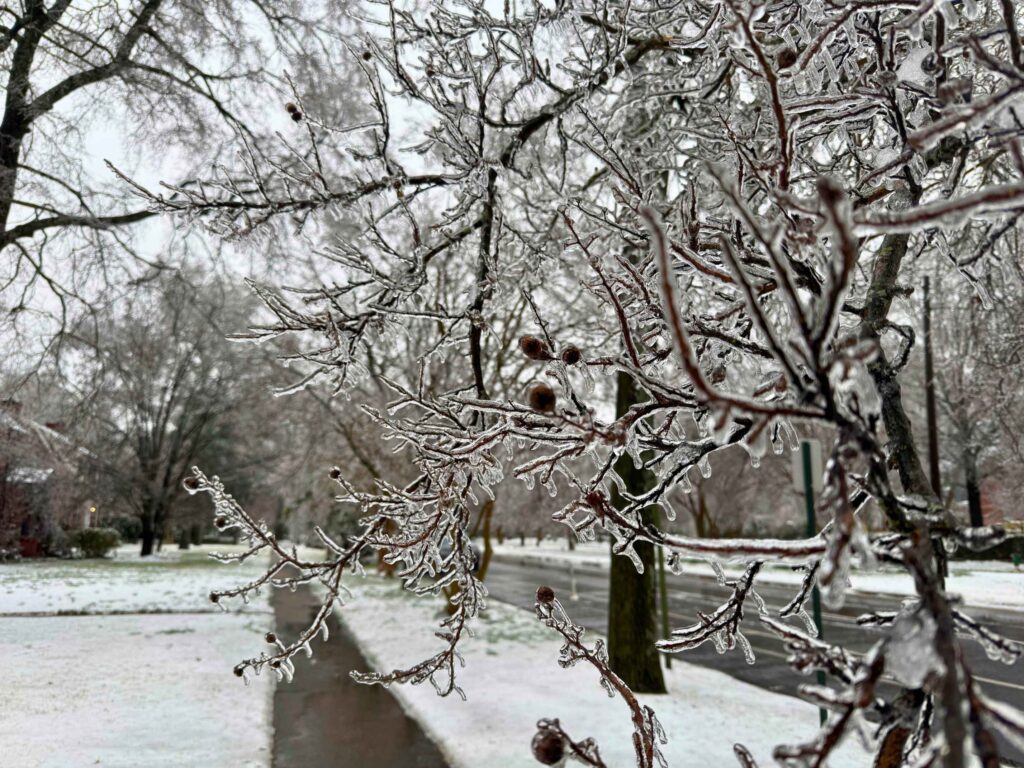 Ice coats the branches of a tree in winter.