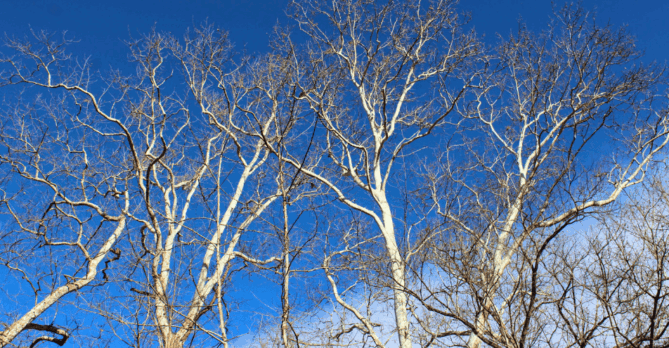 Looking up at the branches of sycamore trees in winter.