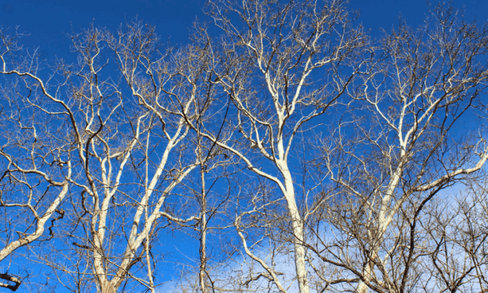 Looking up at the branches of sycamore trees in winter.