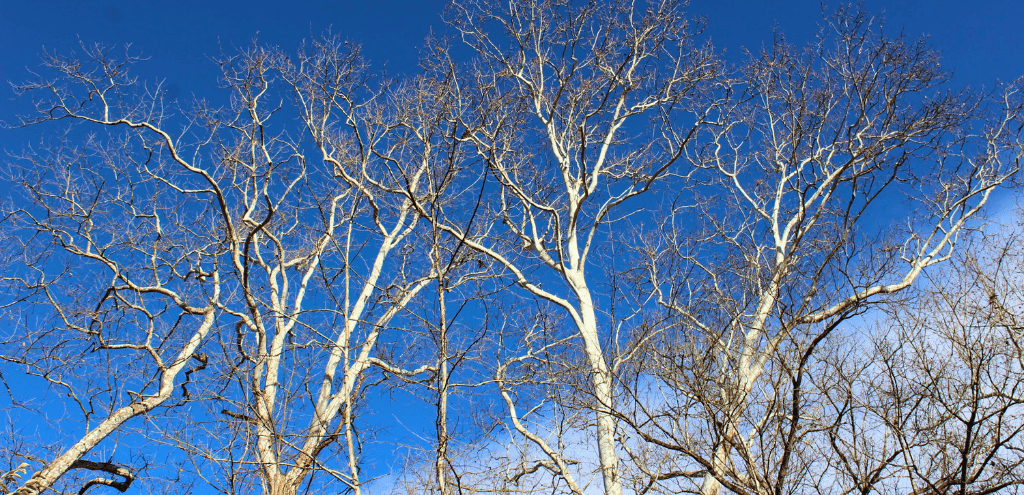 Looking up at the branches of sycamore trees in winter.