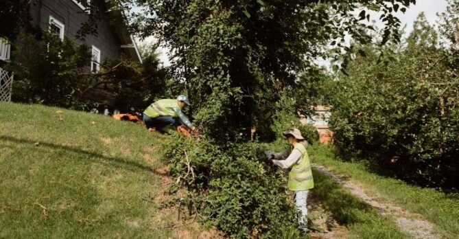 Two volunteers removing an invasive vine from a tree.