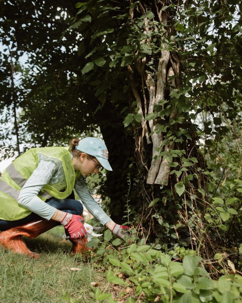 A volunteer removing an invasive vine from a tree.