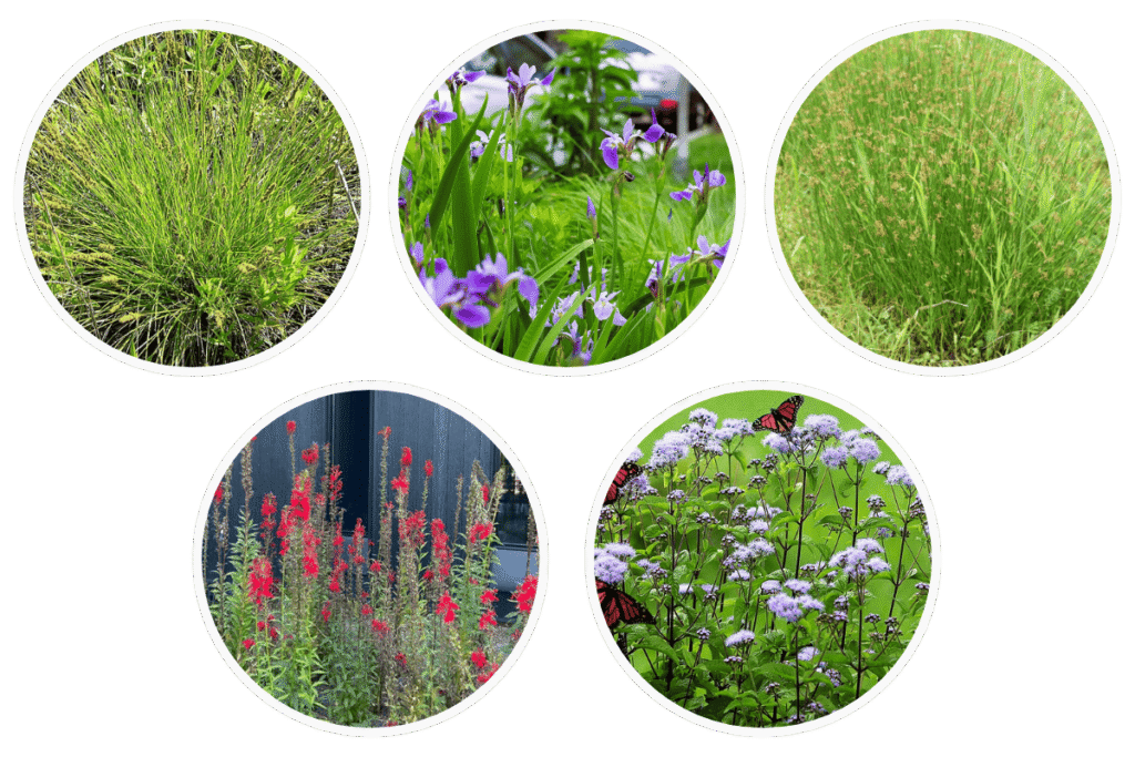 Full sun and wet soil pets.