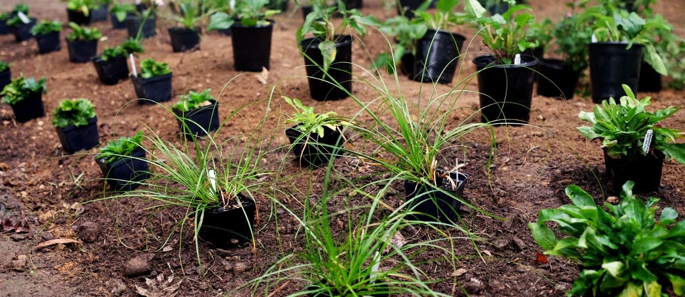 Native plants in containers ready to be planted.