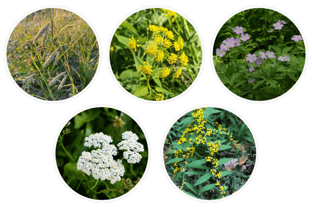 Part sun and mesic soil plants.