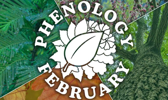 A collage of trees with the "Phenology February" logo superimposed on top.