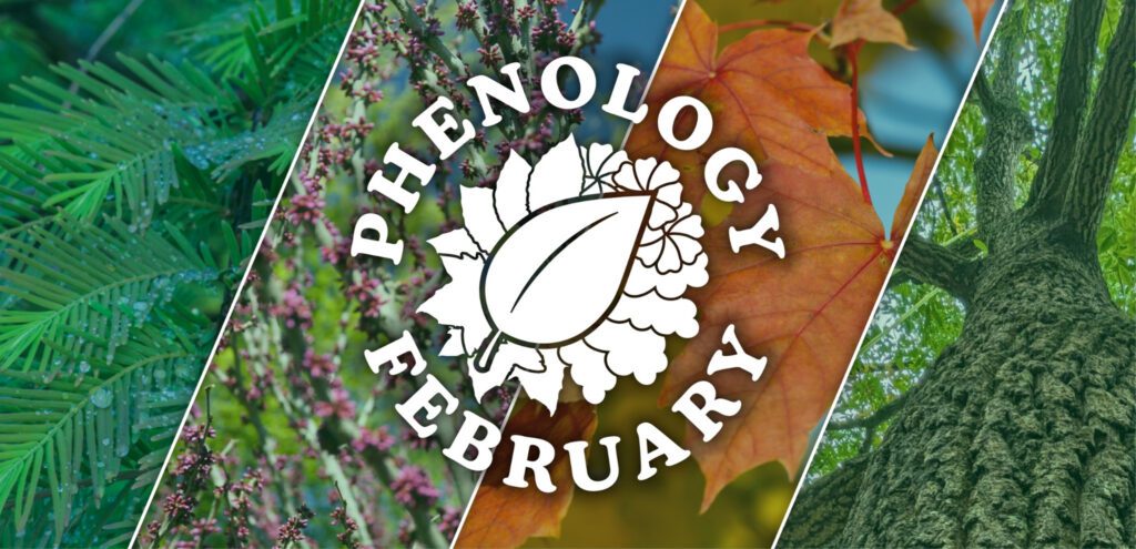 A collage of trees with the