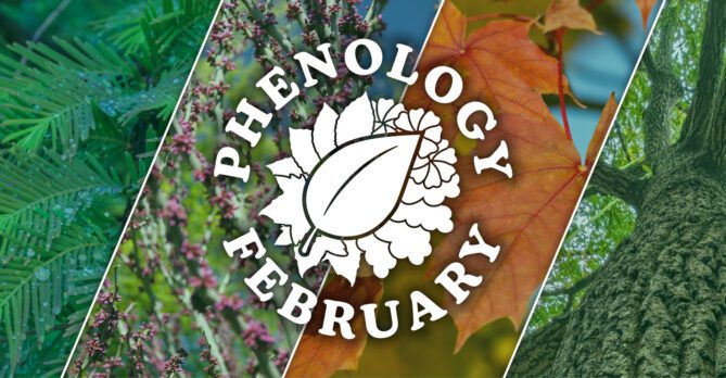 A collage of trees with the 