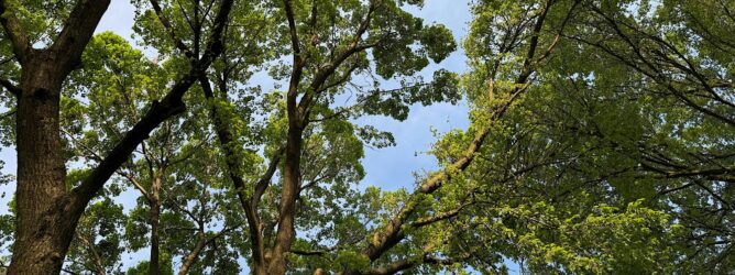Looking up into a tree canopy.