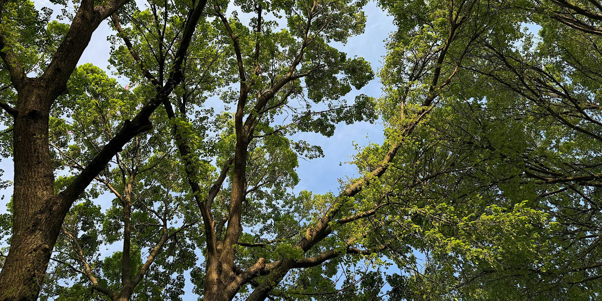 Looking up into a tree canopy.