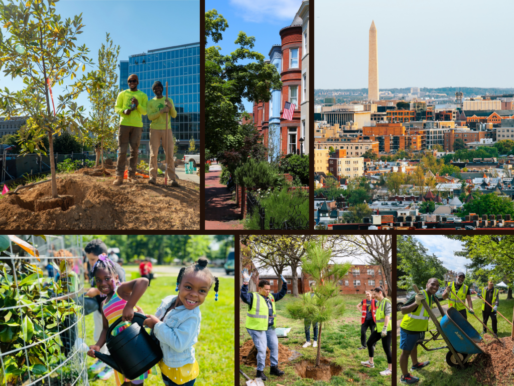 Collage of DC and its Trees