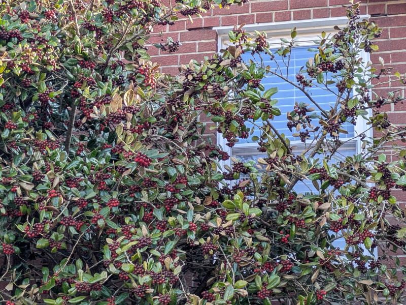 A holly bush outside a window
