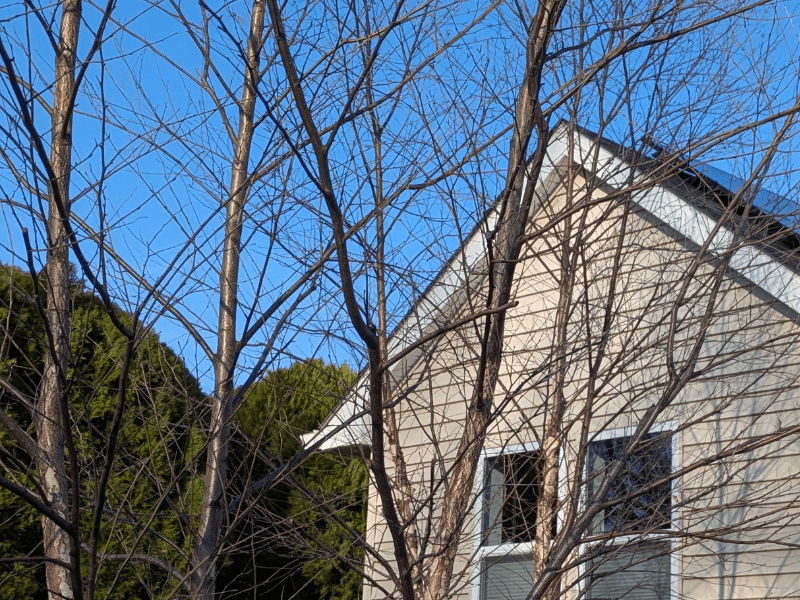 Trees and a home with solar