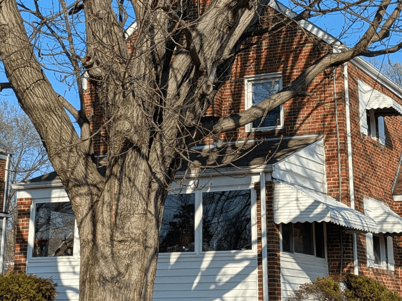 A mature tree next to a home