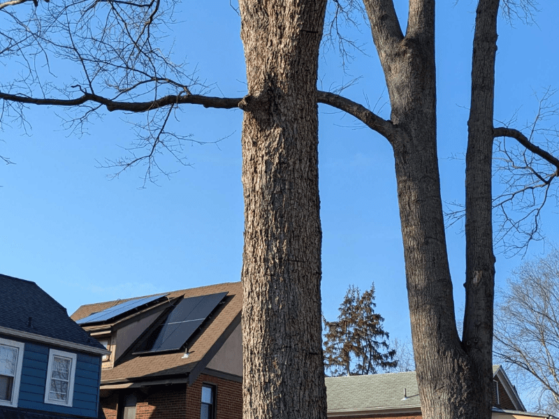 Mature trees with solar on homes in the background