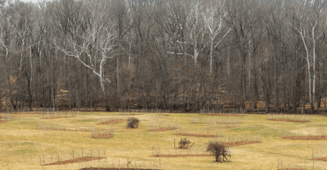 Lake Arbor Tree Planting Landscape