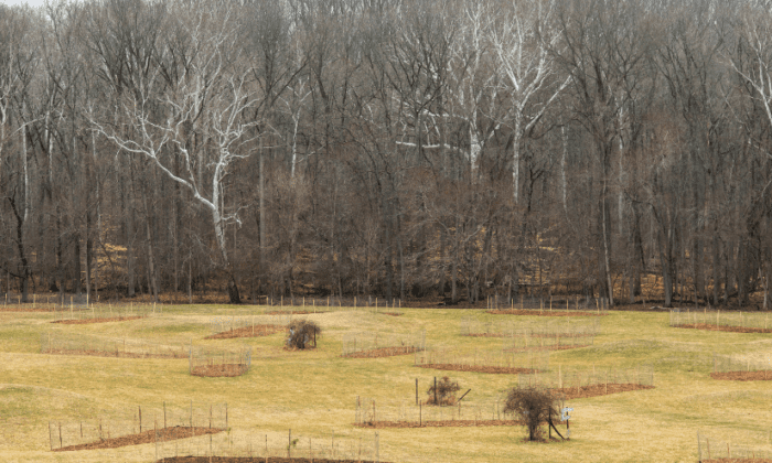 Lake Arbor Tree Planting Landscape