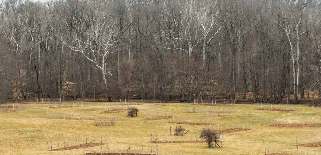 Lake Arbor Tree Planting Landscape