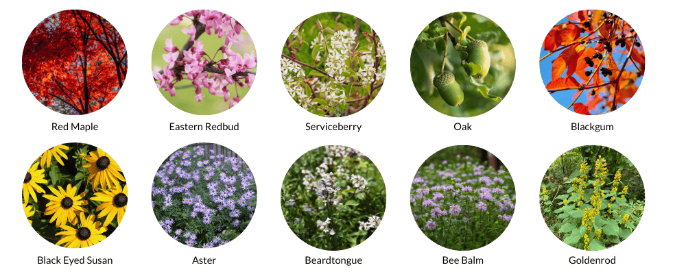 A variety of native tree and plant species including: Red Maple, Eastern Redbud, Serviceberry, Oak, Blackgum, Aster, Bee Balm, and more.