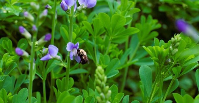 A bumblebee on a plant