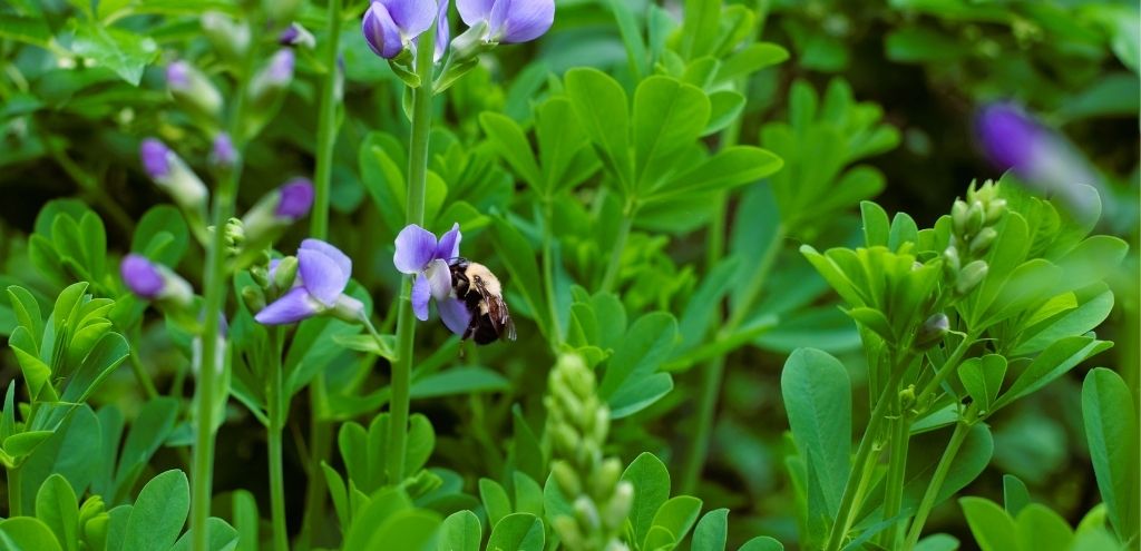 A bumblebee on a plant