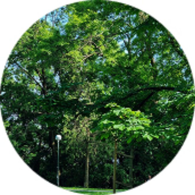 Provide Home for Wildlife