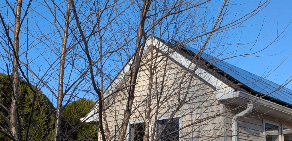 Trees around a home with solar panels