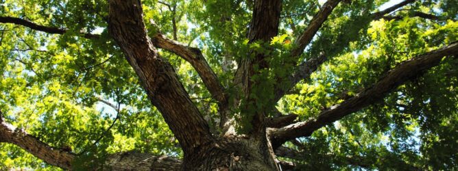 Looking up at the canopy of a mature tree.