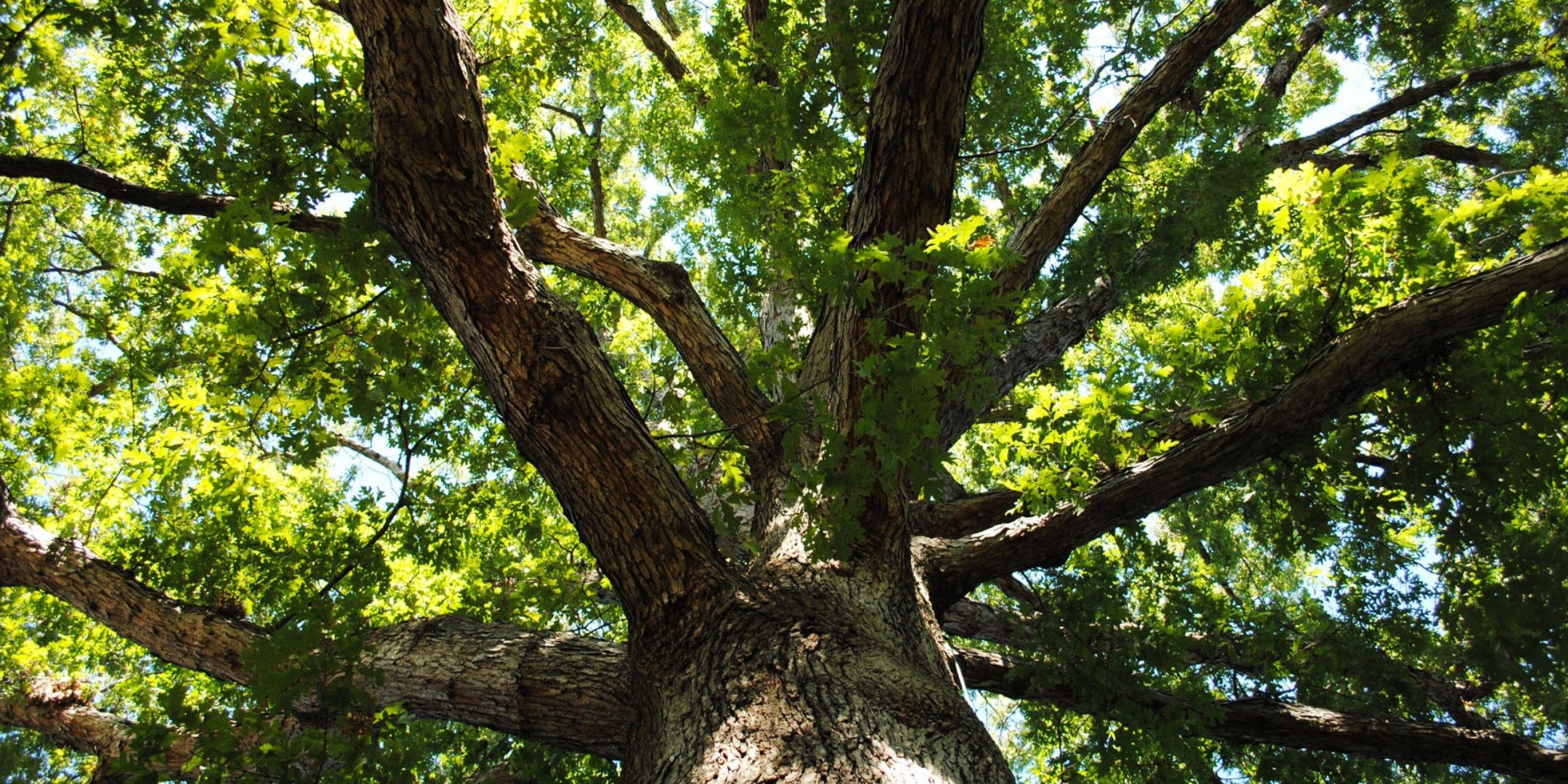 Looking up at the canopy of a mature tree.