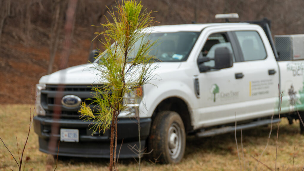 A tree in the foreground and truck in background