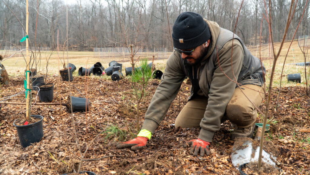 A man planting a sapling with his hands