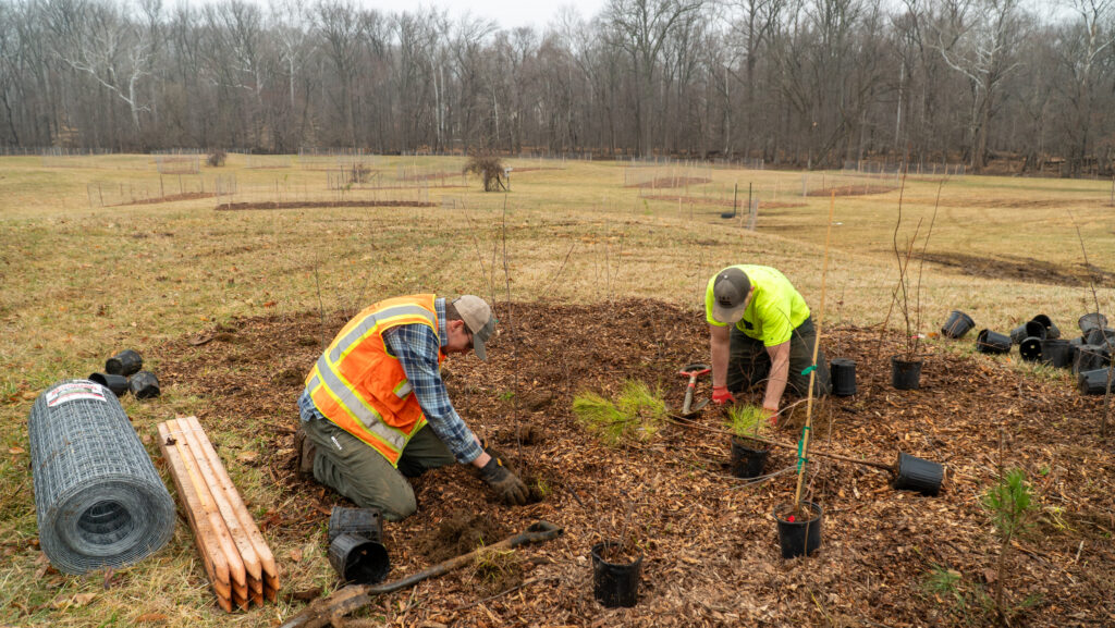 2 men planting tree saplings