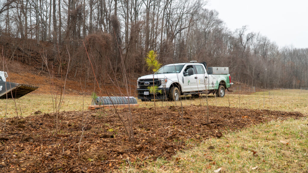 A young forest patch, truck in background