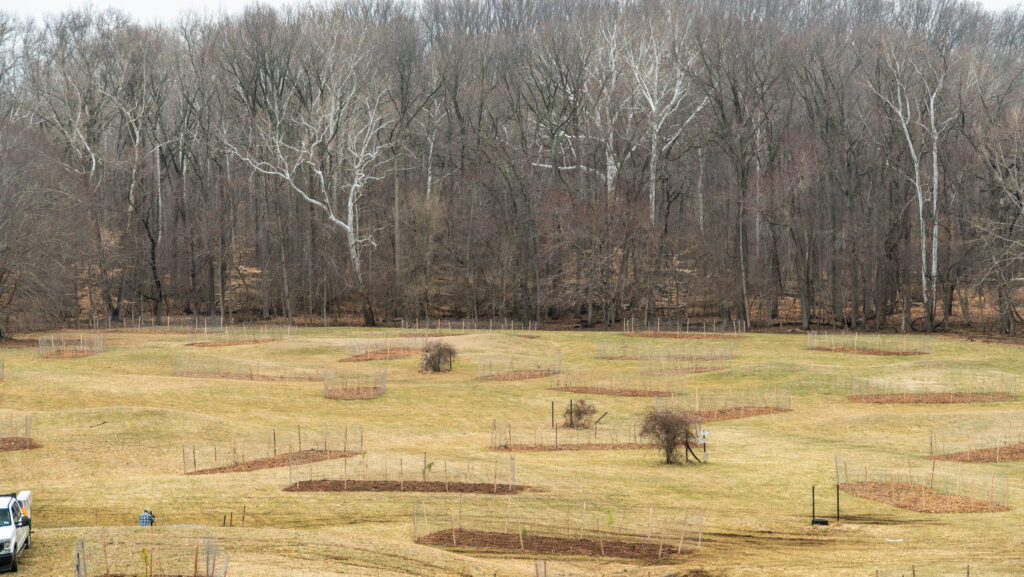 Landscape of Lake Arbor planting site