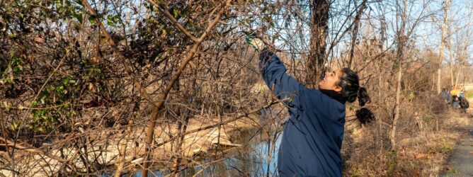 Volunteer removes invasive vines,
