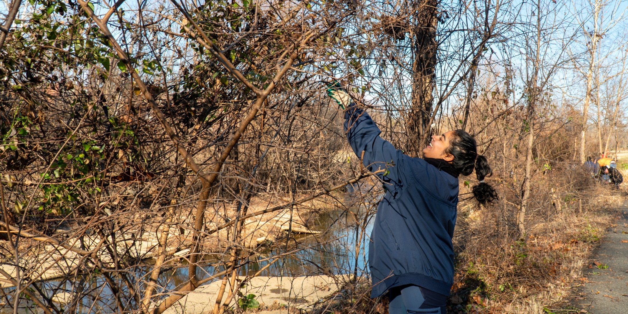 Volunteer removes invasive vines,