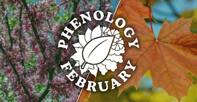 A collage of Eastern Redbud and Red Maples trees with the 