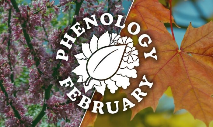 A collage of Eastern Redbud and Red Maples trees with the "Phenology February" logo superimposed on top.