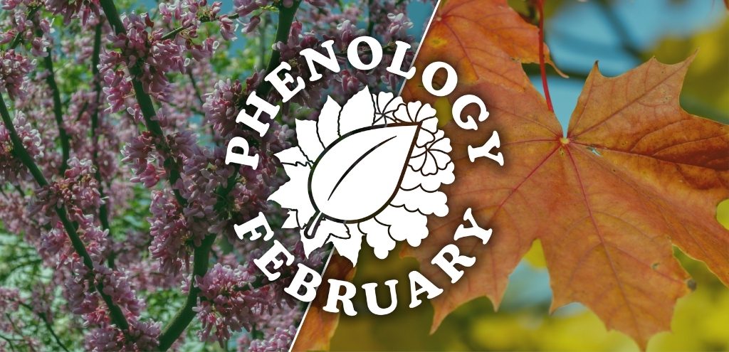 A collage of Eastern Redbud and Red Maples trees with the 