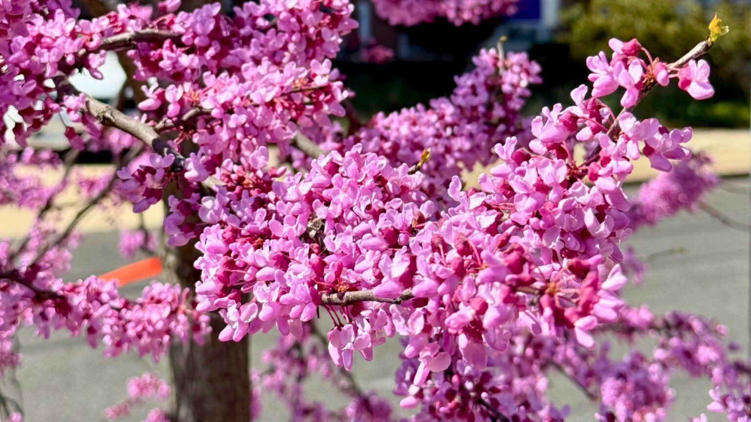 Eastern redbud tree and its flowers.