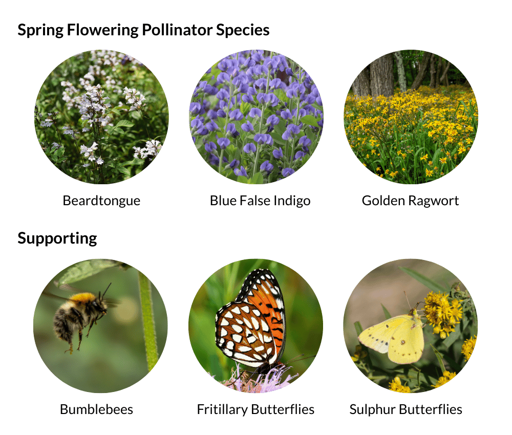 Spring flowering pollinator species