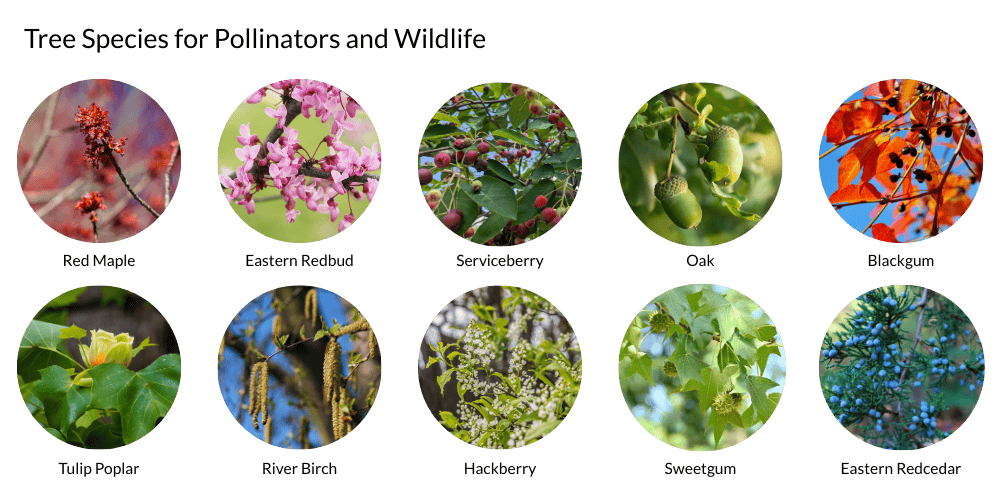 Trees for wildlife and pollinators