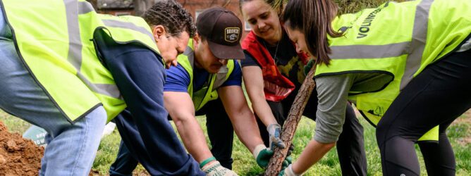 Volunteers plant a tree in the ground.