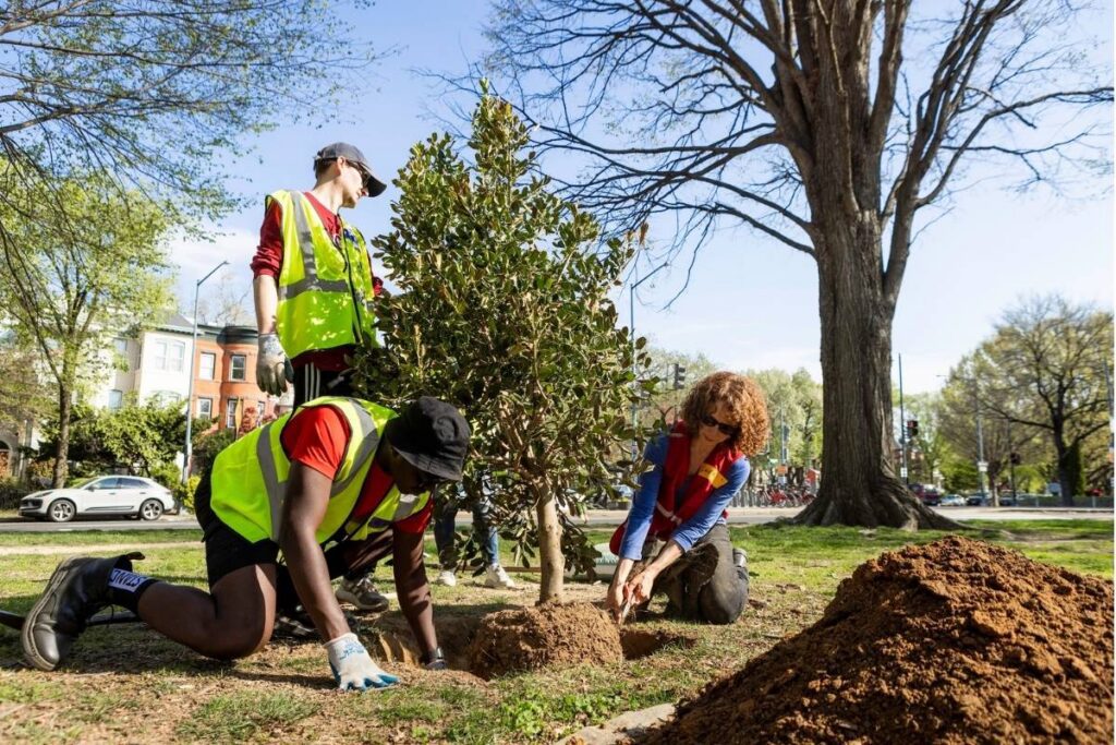 Three volunteers planting a tree at Lincoln Park.