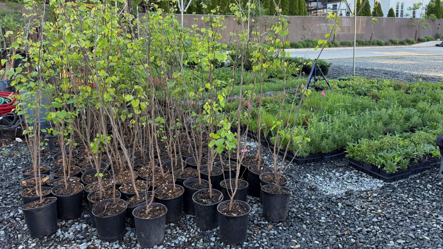 Young trees are lined up in containers for a giveaway.