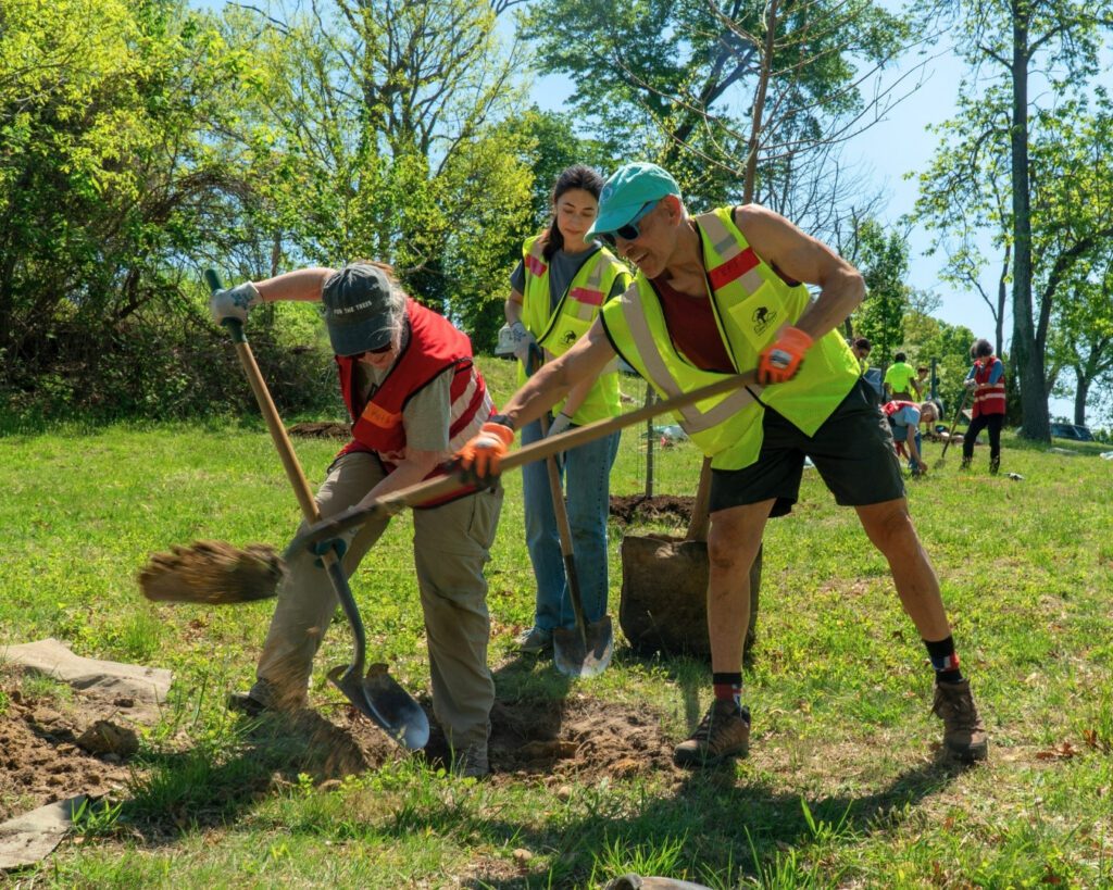 Volunteers digging a hole at a Community Tree Planting.