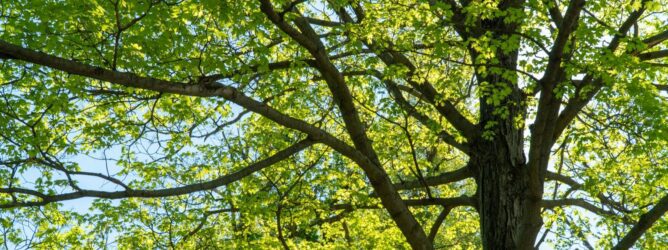 Looking at a mature tree canopy.