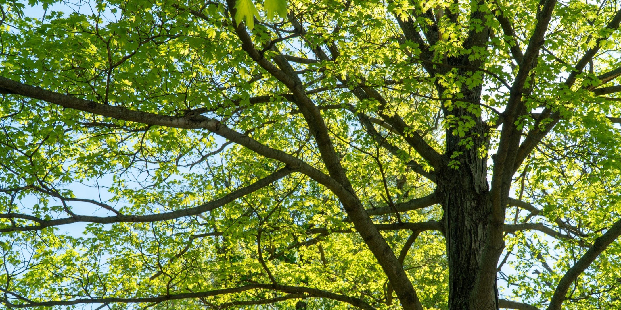 Looking at a mature tree canopy.