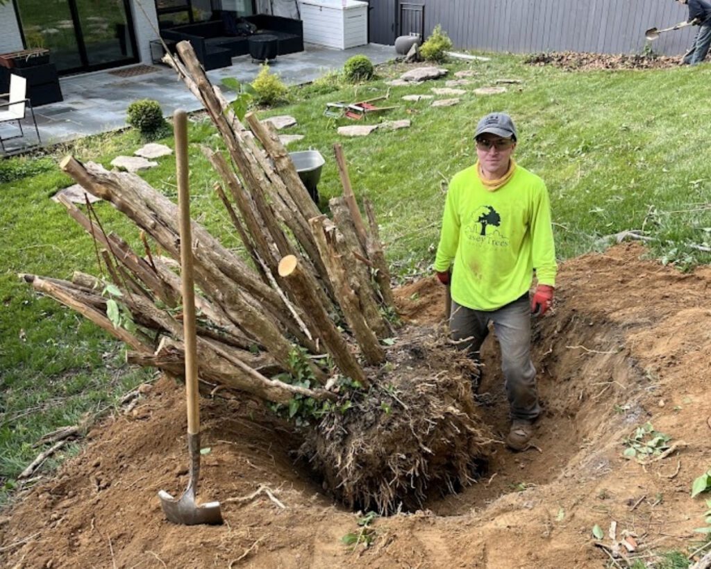 A Casey Trees employee stands next to a dug-up tree with its roots out, to be replaced with a native tree.
